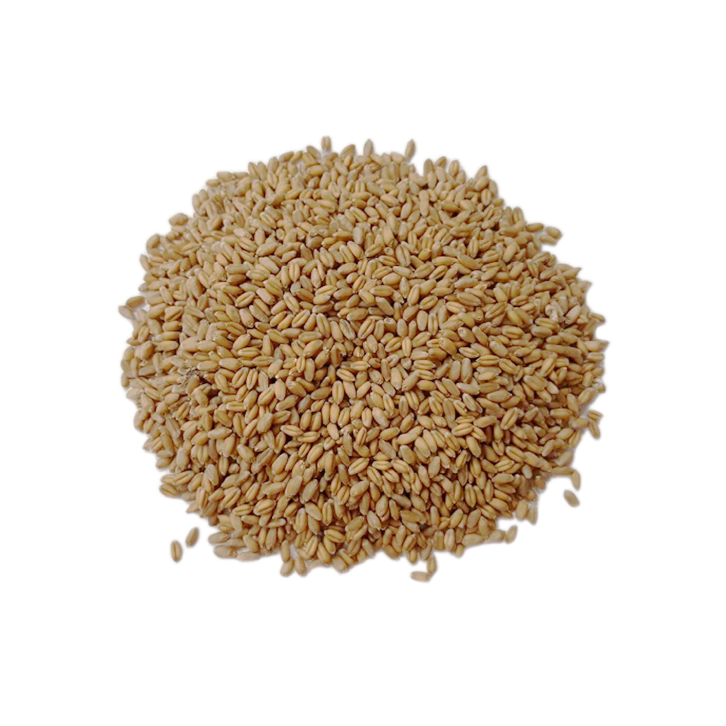 Wheatgrass Seeds 1lb