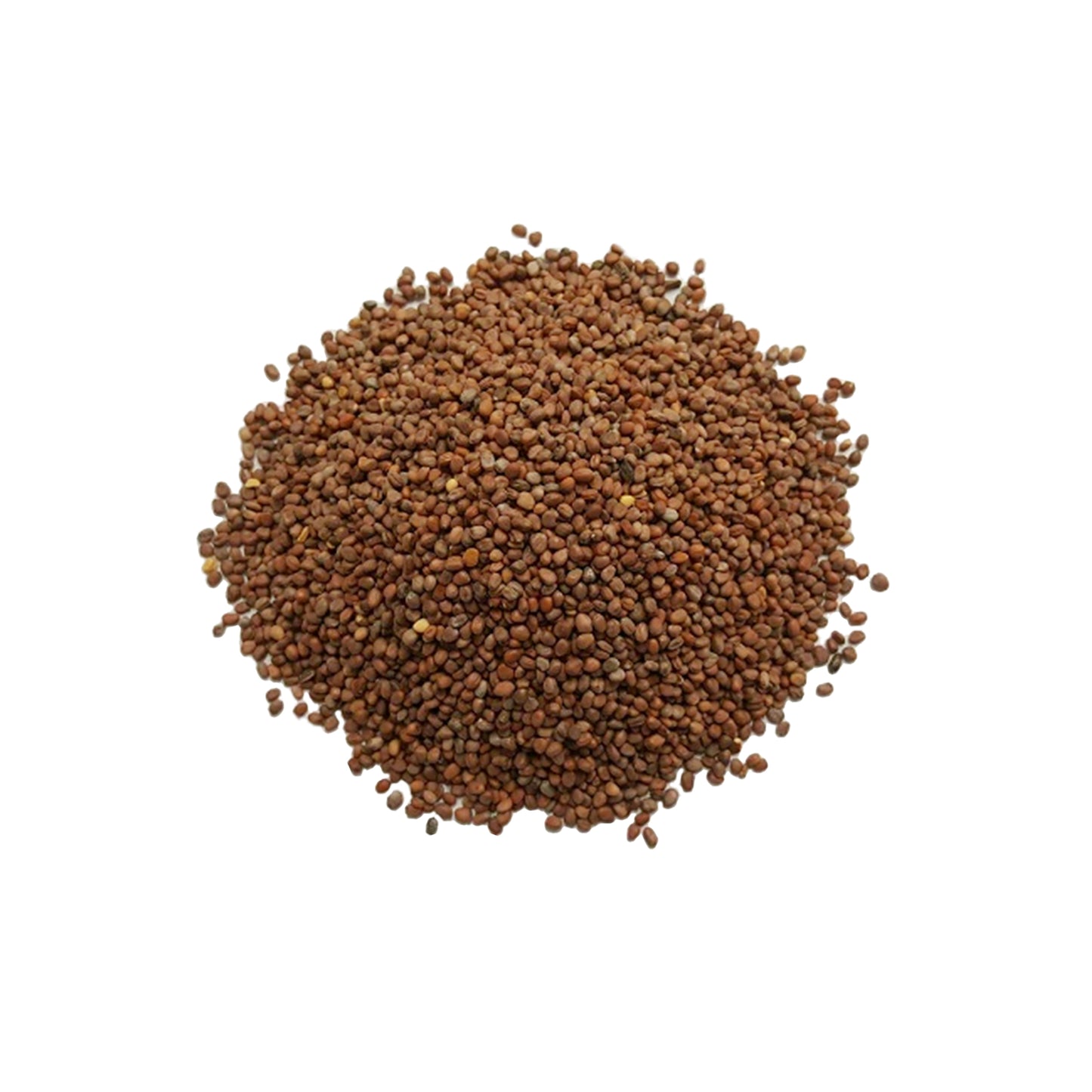 Radish Seeds 1lb