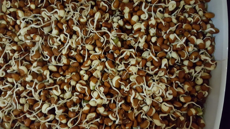 Adzuki Seeds 1lb