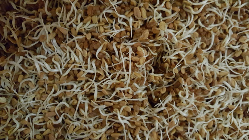 Fenugreek Seeds 1lb