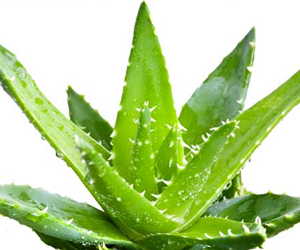 aloe vera plant frozen Aloe Vera Gel Fresh Frozen Locally 58 oz