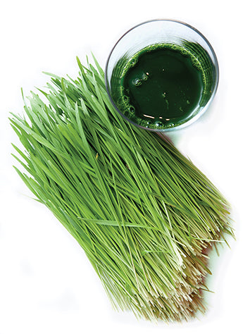 Wheatgrass Seeds 1lb