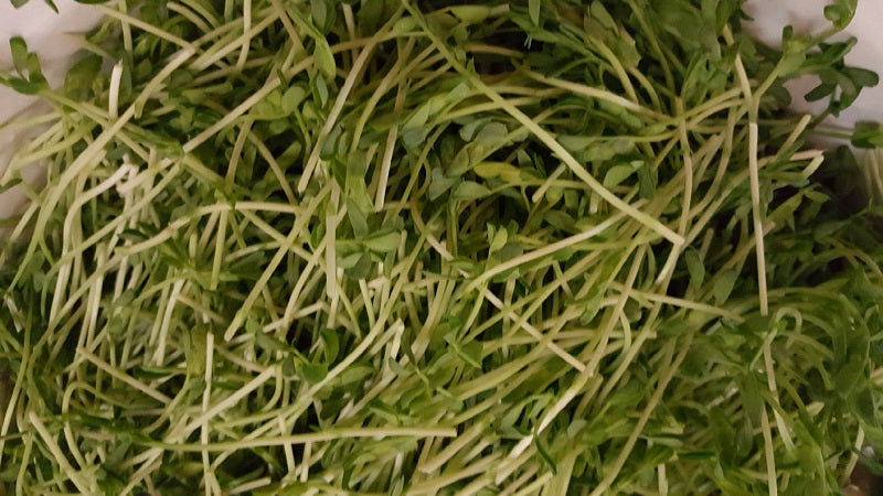 Snow Pea Seeds 1lb