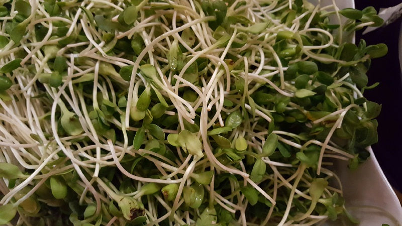 Sunflower Seeds 1lb