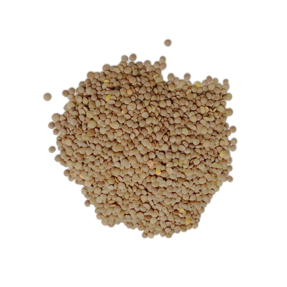 lentil plant seeds Red Lentil Seeds 1lb – Hippocrates Wellness