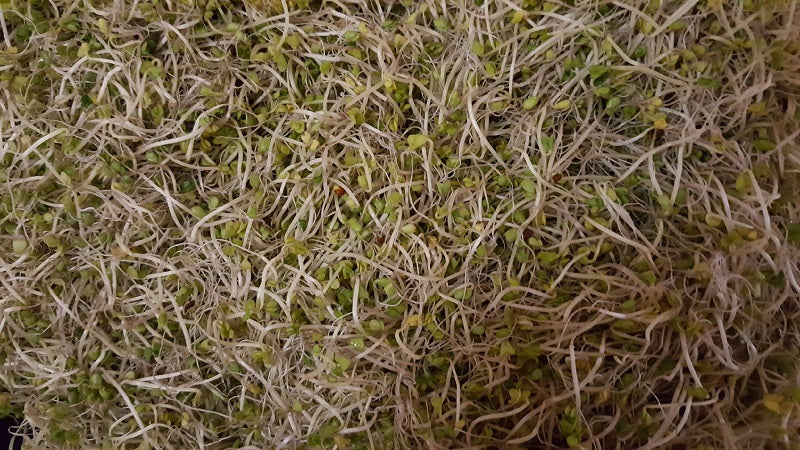 
                  
                    Broccoli Seeds 1lb
                  
                