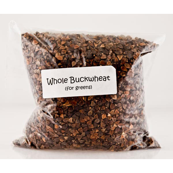 
                  
                    Buckwheat Seeds 1lb
                  
                