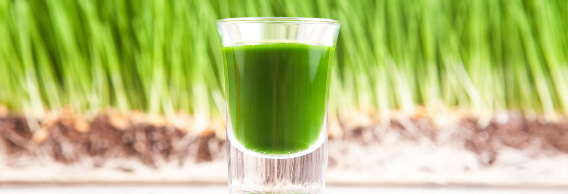 
                  
                    Wheatgrass Seeds 1lb
                  
                