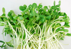 
                  
                    Sunflower Seeds 1lb
                  
                